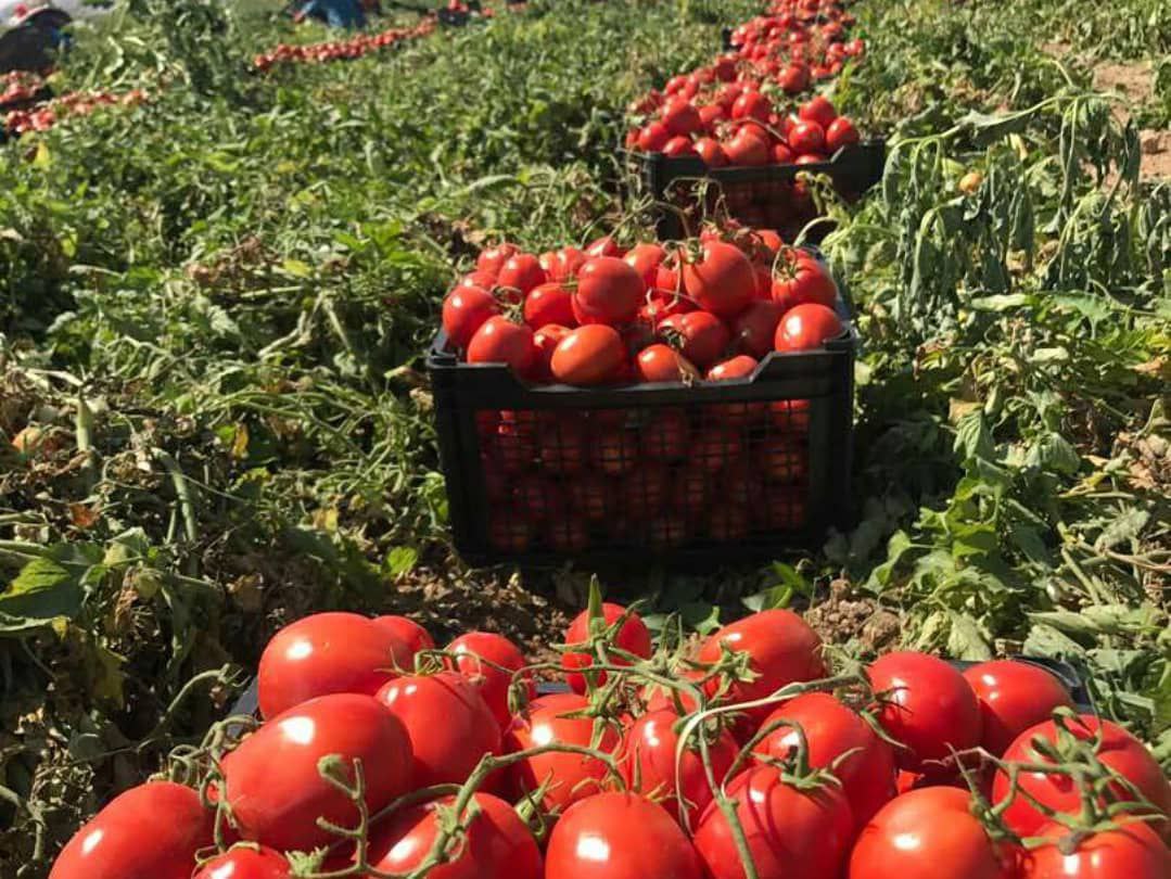 افزایش برداشت ‌گوجه‌فرنگی در کشور,
